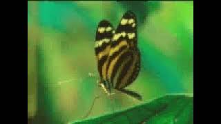 Disney Channel Amazing Animals Poisonous Animals Promo 1997