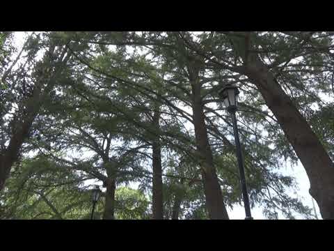 ASMR MUSICA CELTA PARA DESCANSAR LA MENTE, EQUILIBRAR ENERGIAS
