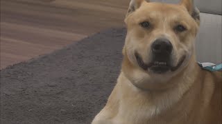 Shelter Spotlight: Zed