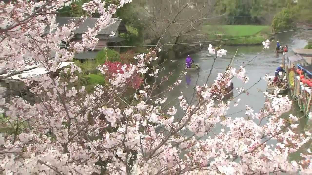 Cherry Blossoms - 柳川市 Yanagawa, Fukuoka, Japan