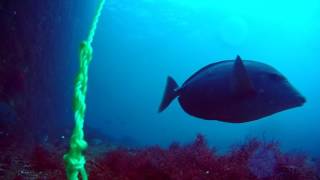 伊豆大島水中動画