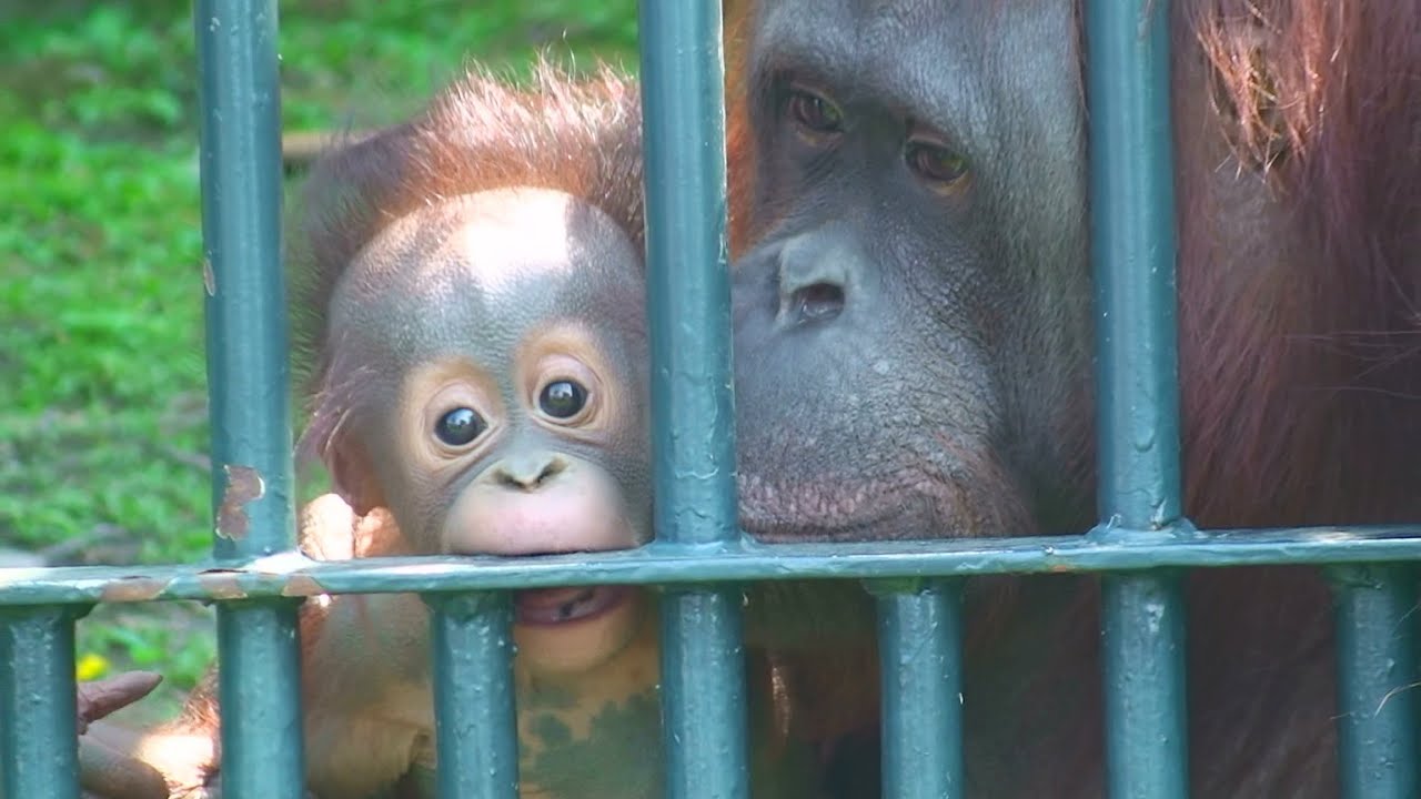 モカちゃんふたたび♪（旭山動物園） - Borneo Orangutan baby 