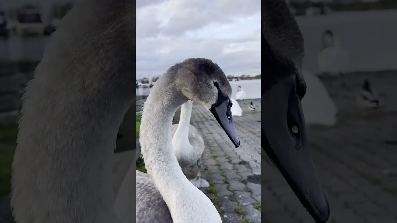 Young swan communicates with me: Nature, Cygnets, Water, Walks
