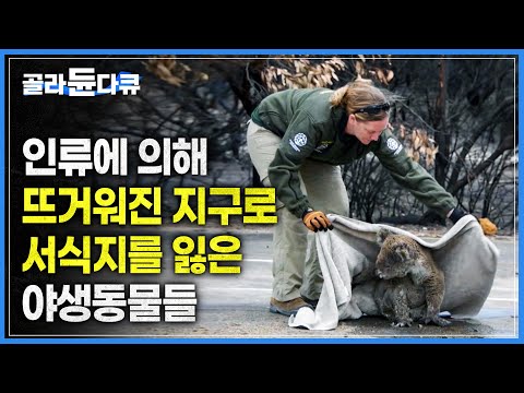 인간의 욕심으로 인해 서식지를 잃은 야생동물과 인간의 갈등 | 기후 변화로 인한 화재, <strong>석탄</strong> 채굴을 위한 농경지 개간 등 삶의 터전을 잃은 야생동물들의 이야기 | #골라듄다큐