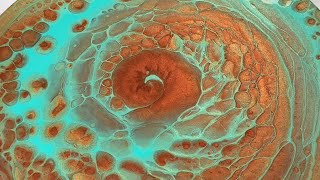 (465) GLOWING Nautilus Spiral Spinning Straight Pour - Boulder Cells -  Fluid Acrylic Paint Pouring