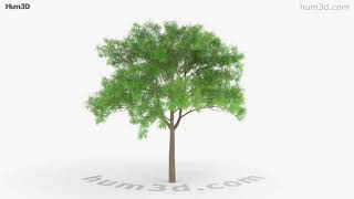 Japanese Pagoda Tree 3D model by 3DModels.org
