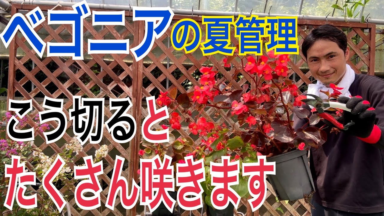 園芸】ベゴニアの種類と栽培方法を解説！ - YouTube