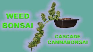 Cascading Autoflower Cannabonsai