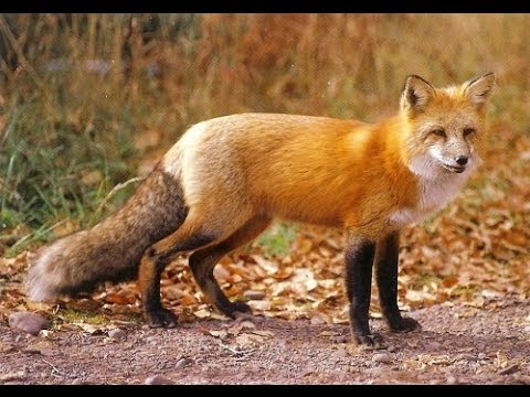 Red Fox Night sound. Sounds like screaming lady. - YouTube