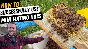 Preparing A Mini Nuc For Queen Rearing