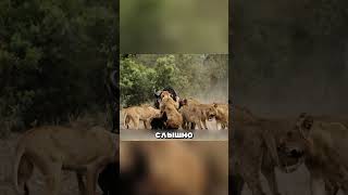 Цари саванны дали заднюю перед гигантом 🐘 #львы #слоны #саванна