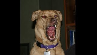 my dog has the weirdest sneeze in the world..