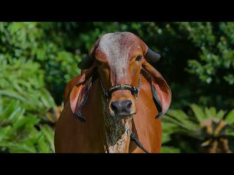 LOTE 20   BANDEIRA ROXA FIV   MILE 1422