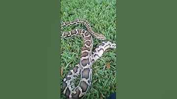 Burmese python handling #healthy #burmesepythons #reptile #pythons #animal