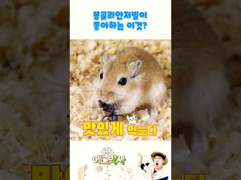 햄찌도 좋아하는 꽃매미