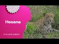 Memory Lane Monday - Hosana Stalking Brent on Bushwalk