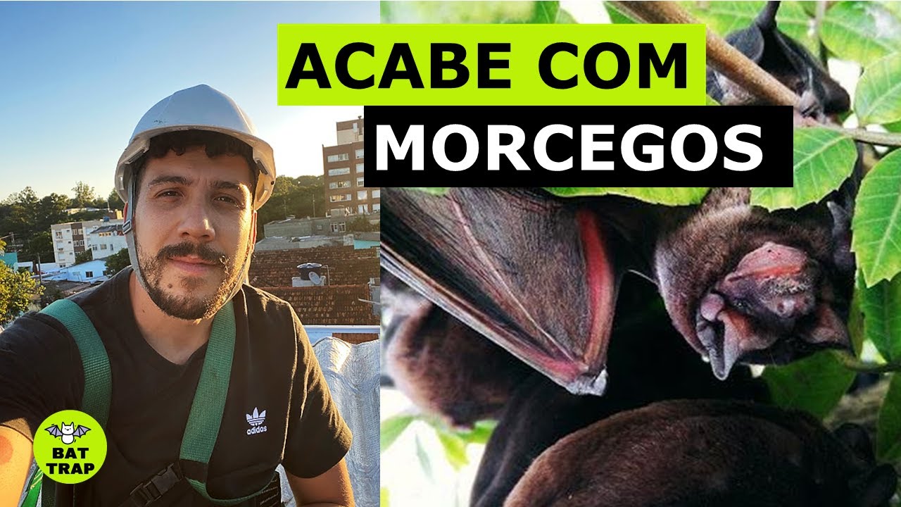 Como espantar morcegos do telhado definitivamente com Bat Trap®️ - YouTube