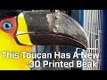 This Toucan Has A New 3D Printed Beak