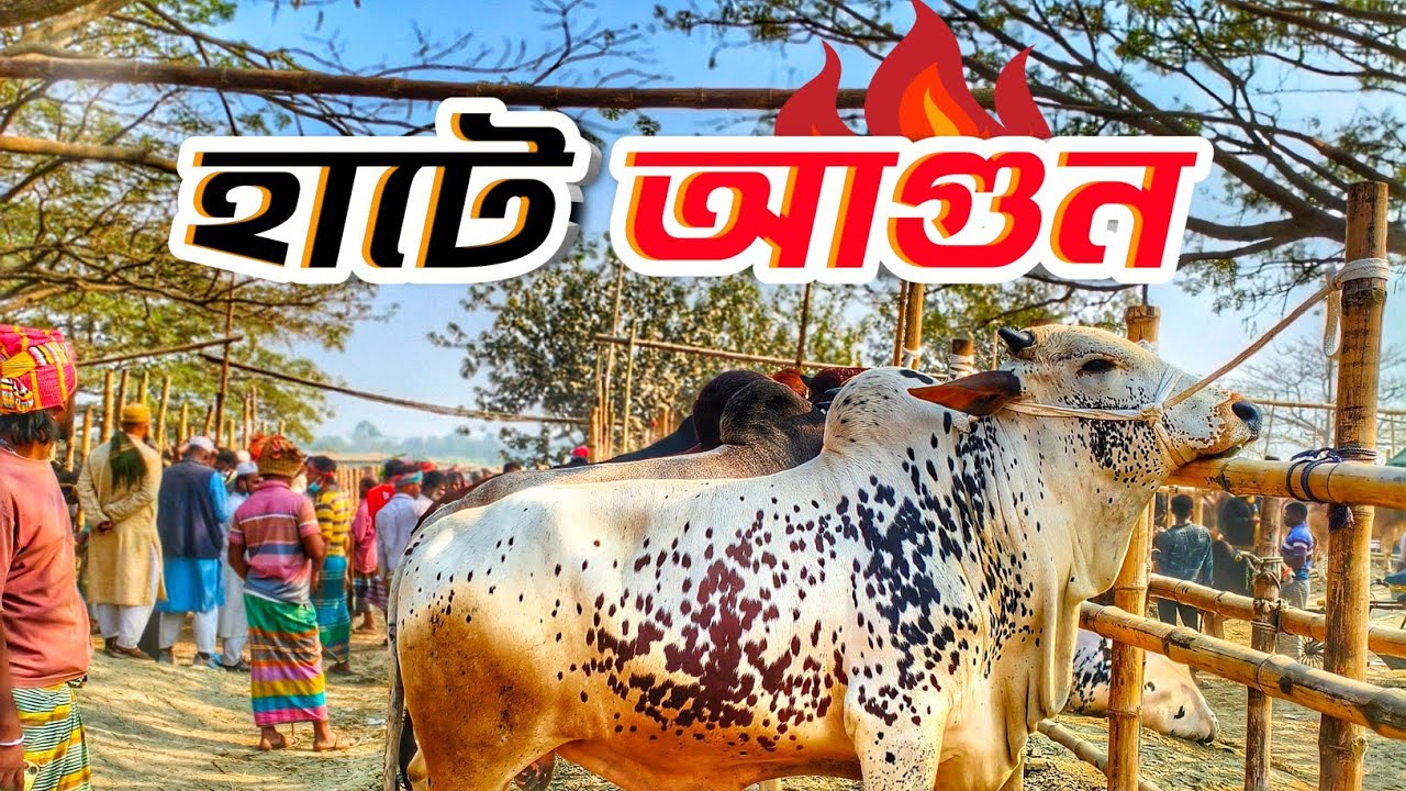 হযরতপুর হাটে সব বড় গরুর দাম ৩৫০ || Purbasha Agro