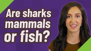 Are sharks mammals or fish?