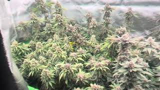 Update CANNABIS grows! Royal Queen seeds FLOWERING ALMOST HARVEST & Cascadia out& indoor FLOWERING!