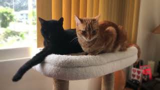 Kwazi and Ginger K-I-S-S-I-N-G in a tree🧡🖤 by Cuddling Cats Kwazi and Uli 279 views 2 months ago 1 minute, 16 seconds