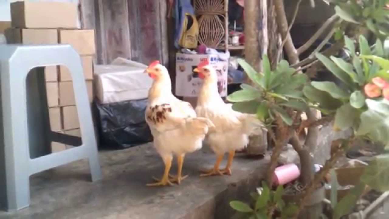 DUA AYAM KEMBAR YANG LUCU SEPERTI PATUNG Video Hewan Binatang