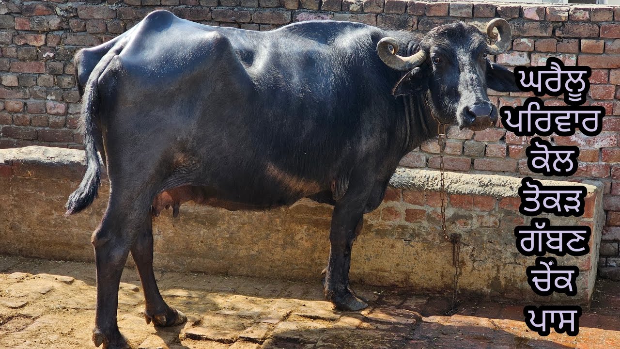 ਤੋਕੜ ਗੱਬਣ ਚੇਂਕ ਪਾਸ ਮੱਝ ਪੁਰੀ ਵੱਡੀ ਘਰੈਲੂ ਪਰਿਵਾਰ ਕੋਲ ਮਿਤੀ 9-3-2026