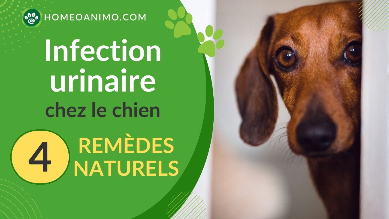 Infection Urinaire Chien Traitement Maison