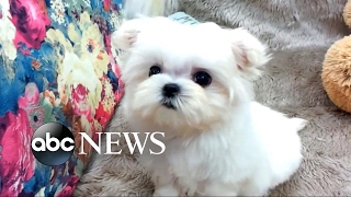 Con artists use puppies to prey on people's emotions and their wallets