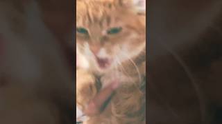 My cat dancing…..#cutecat #blowup #fypシ゚viral #kitty #funny #madcatz