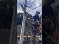 【電線と屋根に囲まれて #アーボプラス #特殊伐採 #林業 #climbing #京都 】