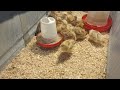 15 day old chicks - follow us to see he ow long it takes for the chicks to get all their feathers.