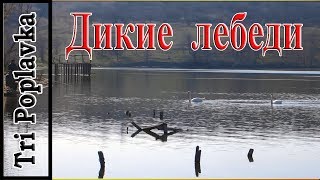 Дикие лебеди.