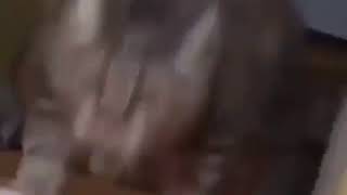 Cat Running Upstairs