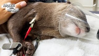 UI Underwent Tumor Removal Surgery [Otter Life Day 895] by Aty 91,687 views 3 months ago 8 minutes, 31 seconds