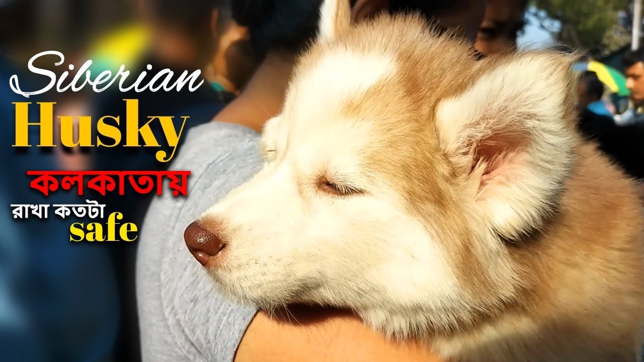 Galiff Street Pet Market Kolkata Cheapest Dogs Market In India Dog