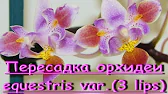 Орхидеи,узамба́рские фиалки,Самара🌺