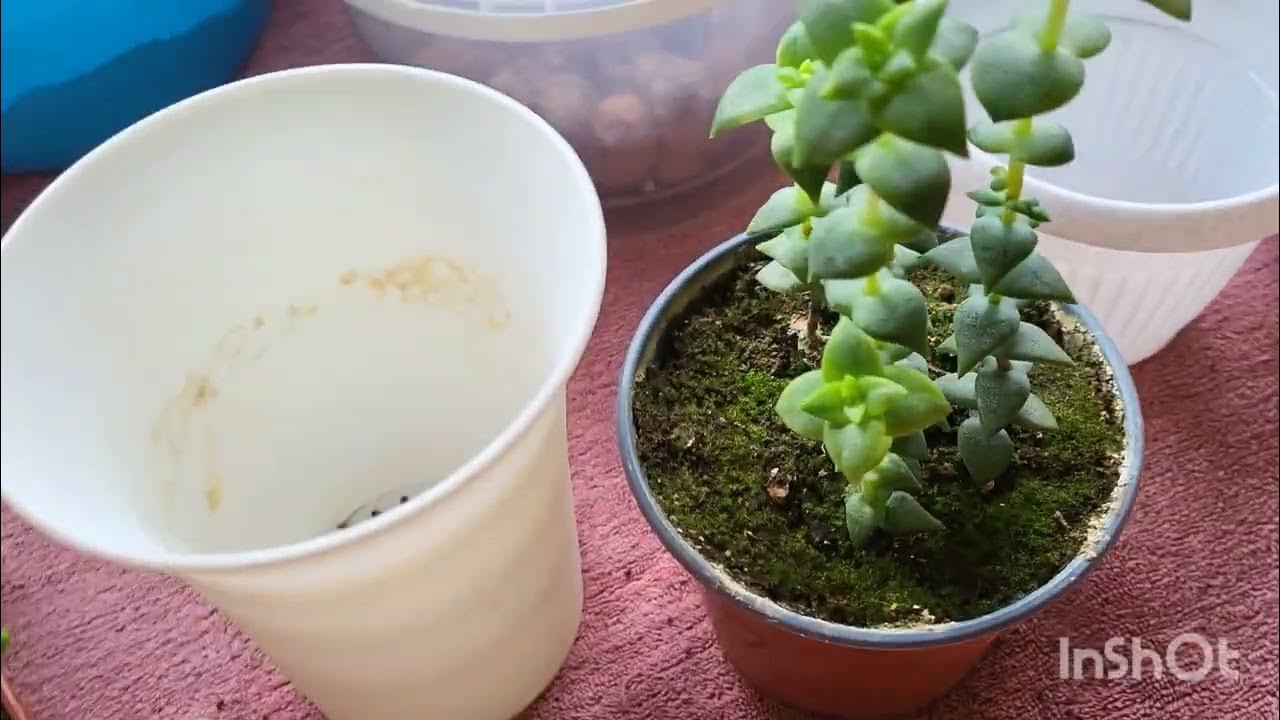 Крассула плауновидная, перфората, марниериана. 29.03.2023. - YouTube