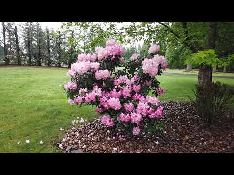 Video: Lily, Rose In Rododendron Na Vašem Vrtu