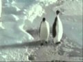 Penguinhits another penguin into water soo funny