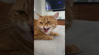 Does your cat say “bless you” when you sneeze? #gingercat #cats