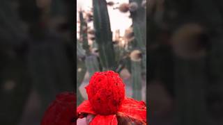 Cultivos Naticos De México Pitaya o Pitayo #sabíasque #shorts #datoscuriosos #campo