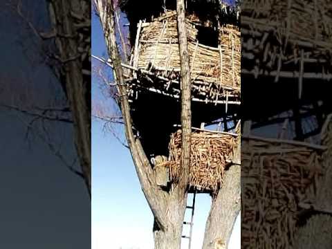 Video: Ndërtoni Një Shtëpi, Mbillni Një Pemë Në Të