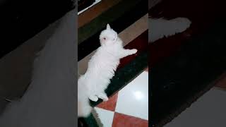 القطط الشيرازي البيضاء عيون زرقاء كيتى كات #cute #cat #cutecat #kitten #animal #kittycat #amazing #c