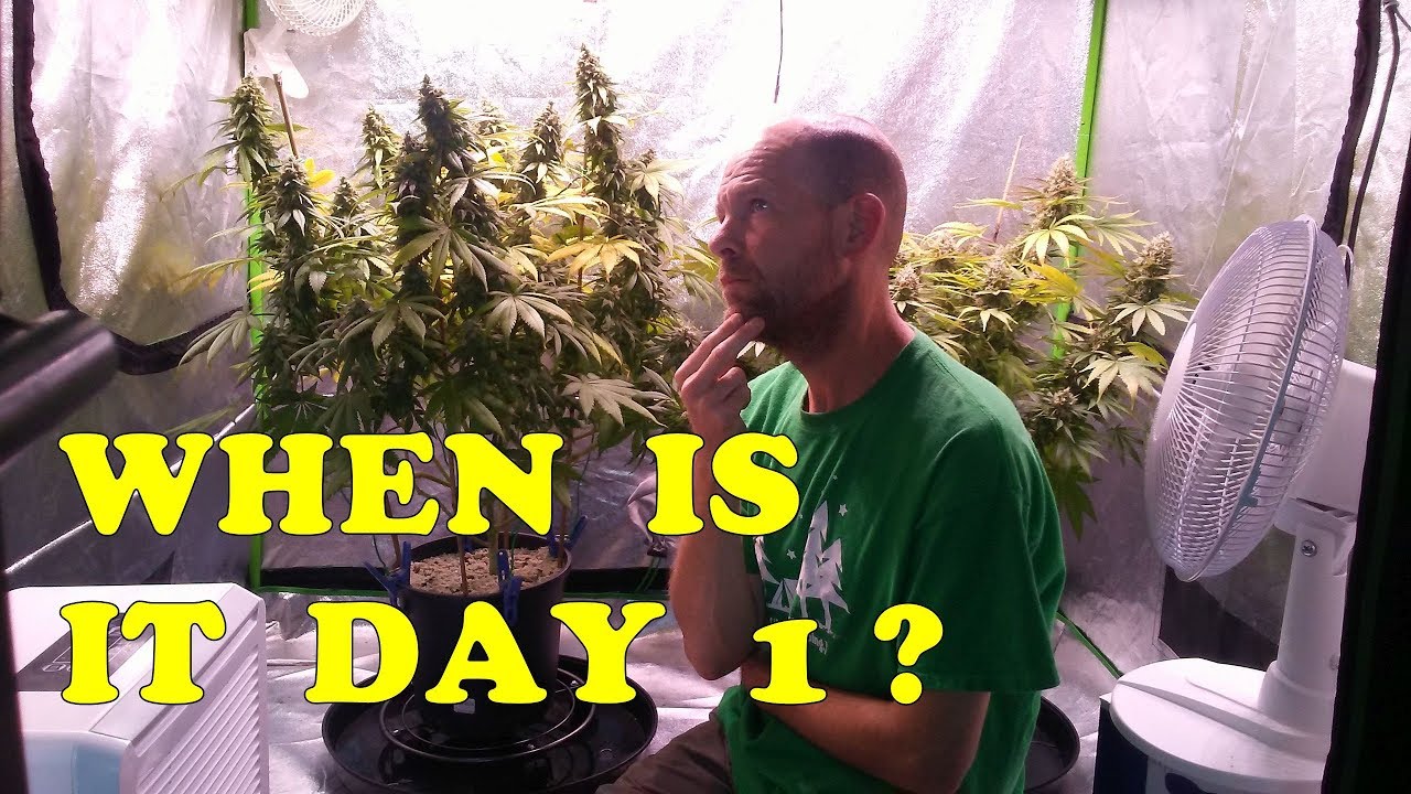 Day 56 of flower, I think. But when exactly is day 1?