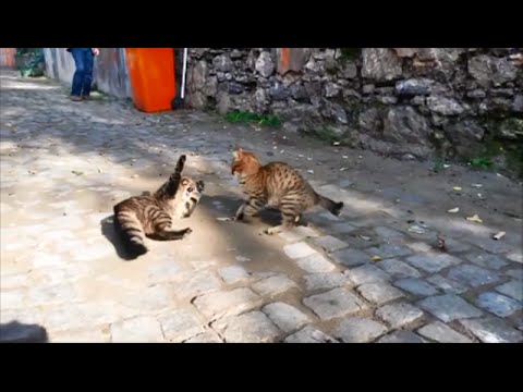 En Komik Kedi Kavgası - Altyazılı ( Cat Fight )