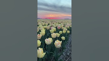 1 minute of relaxation 😘 #netherlands #tulips #short #viral #travelvideo