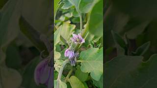 A Glimpse into My Garden: Blooming Eggplants and Squash Blossoms