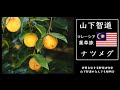 「山下智道のマレーシア薬草旅」～ナツメグを初めて生で見る～